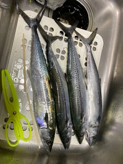 サゴシの釣果