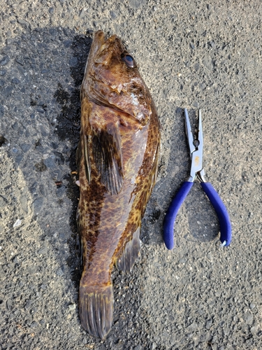 タケノコメバルの釣果