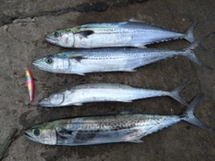 サゴシの釣果
