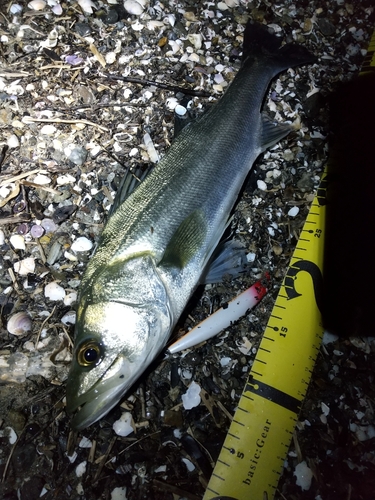 シーバスの釣果