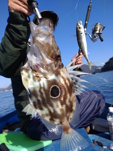 マトウダイの釣果