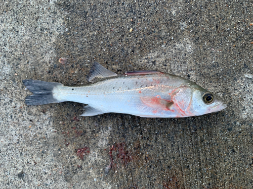 セイゴ（タイリクスズキ）の釣果