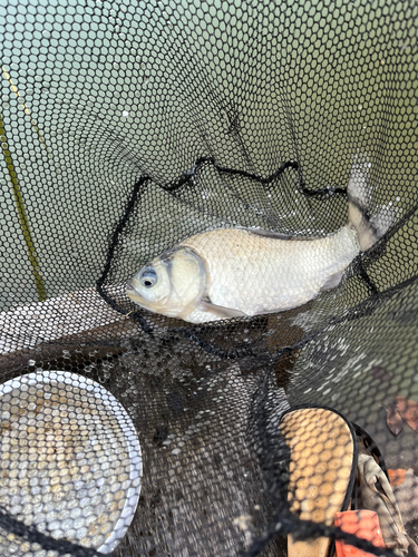 ヘラブナの釣果