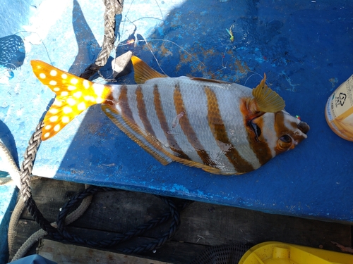 タカノハダイの釣果