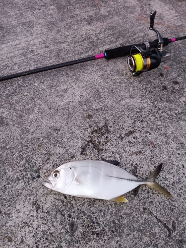 メッキの釣果