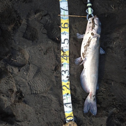 アメリカナマズの釣果