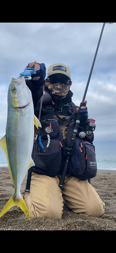 イナダの釣果