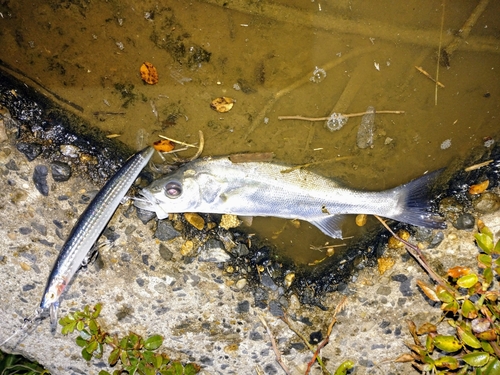 シーバスの釣果