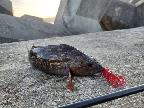 アイナメの釣果