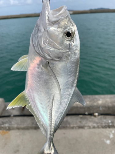 ロウニンアジの釣果