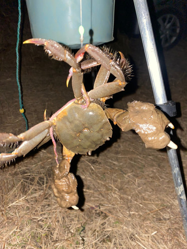 カニの釣果