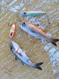 クロムツの釣果