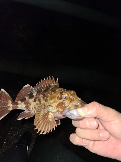 アラカブの釣果