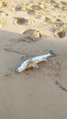 ハネ（マルスズキ）の釣果