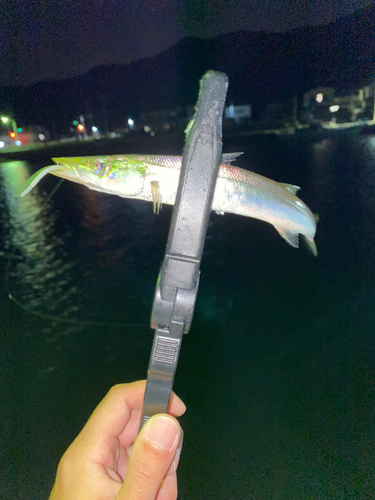 カマスの釣果