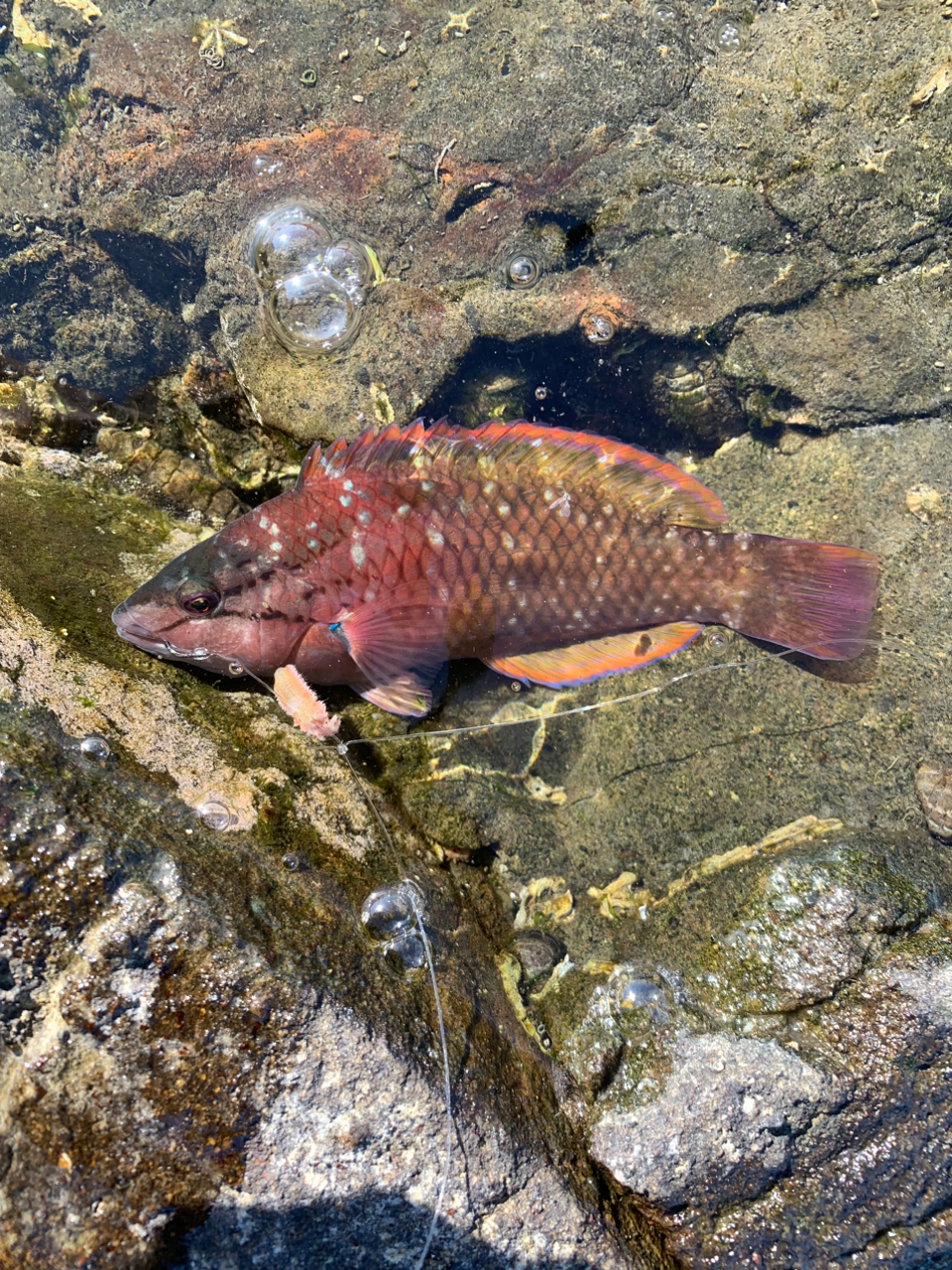 アカササノハベラ