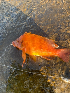 オキゴンベの釣果