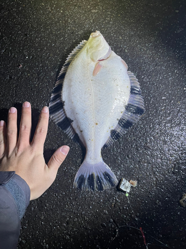 クロガシラガレイの釣果