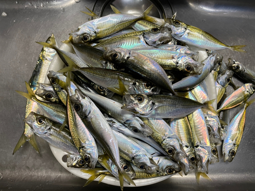 アジの釣果