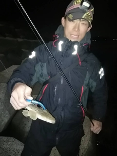 マゴチの釣果