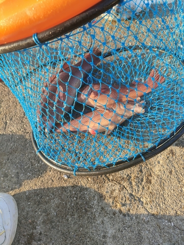 コブダイの釣果