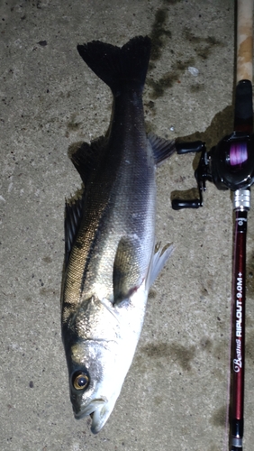 シーバスの釣果