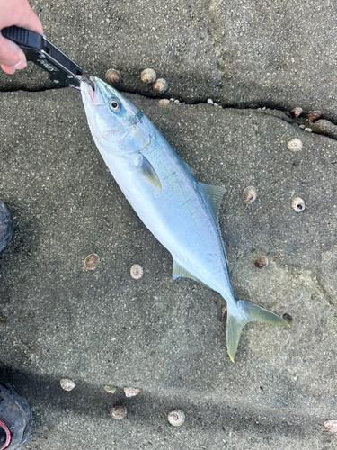 ツバスの釣果