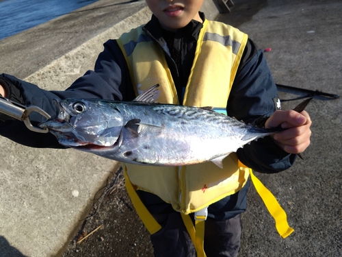 スマガツオの釣果