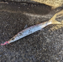 アカカマスの釣果