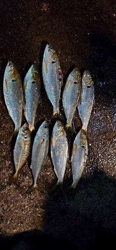 コノシロの釣果