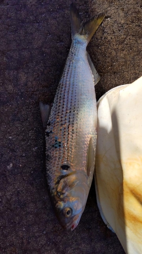 コノシロの釣果