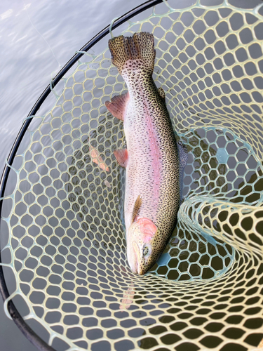 ニジマスの釣果