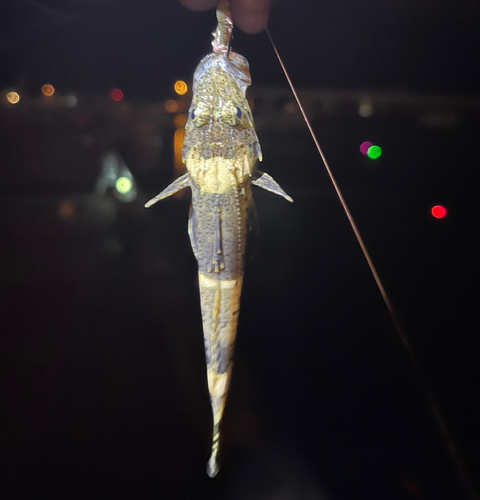 ワニゴチの釣果