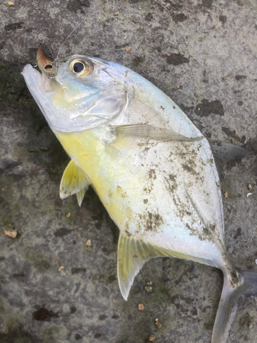 ロウニンアジの釣果