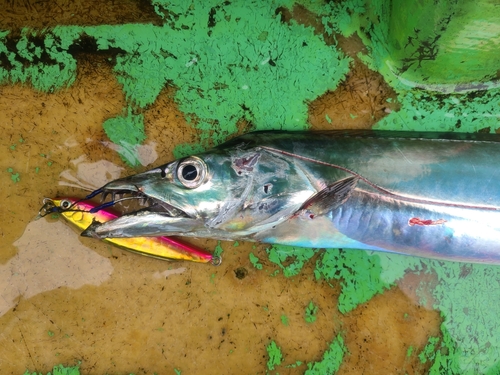 タチウオの釣果