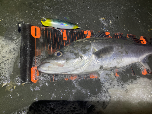 シーバスの釣果