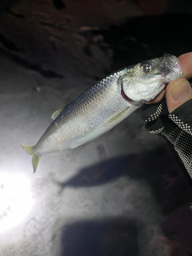 ニシンの釣果