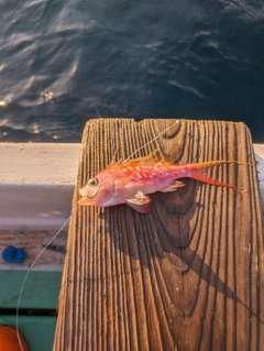 サクラダイの釣果