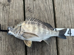 メイタの釣果