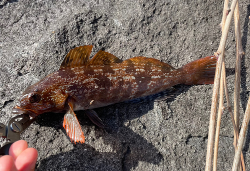 アイナメの釣果