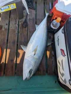 ハマチの釣果