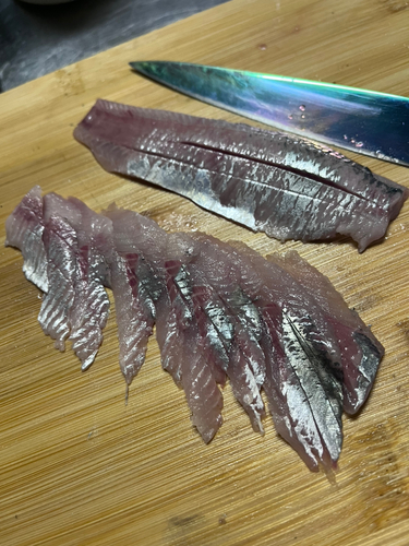 ニシンの釣果