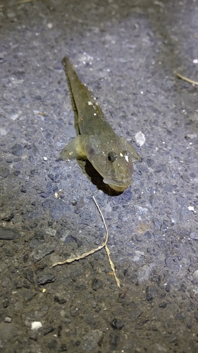 ハゼの釣果