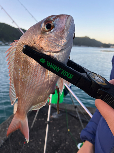 マダイの釣果