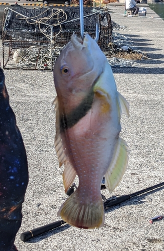 イラの釣果