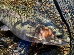 ニジマスの釣果