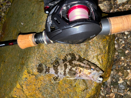 タケノコメバルの釣果