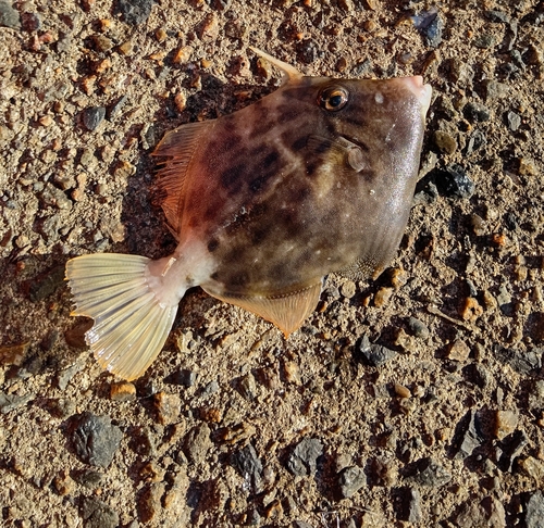 カワハギの釣果