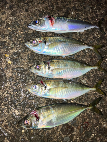 アジの釣果