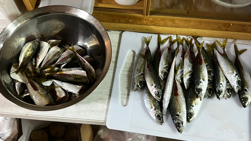 アジの釣果